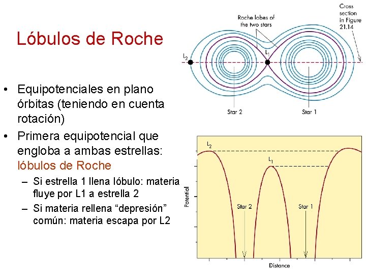 Lóbulos de Roche • Equipotenciales en plano órbitas (teniendo en cuenta rotación) • Primera