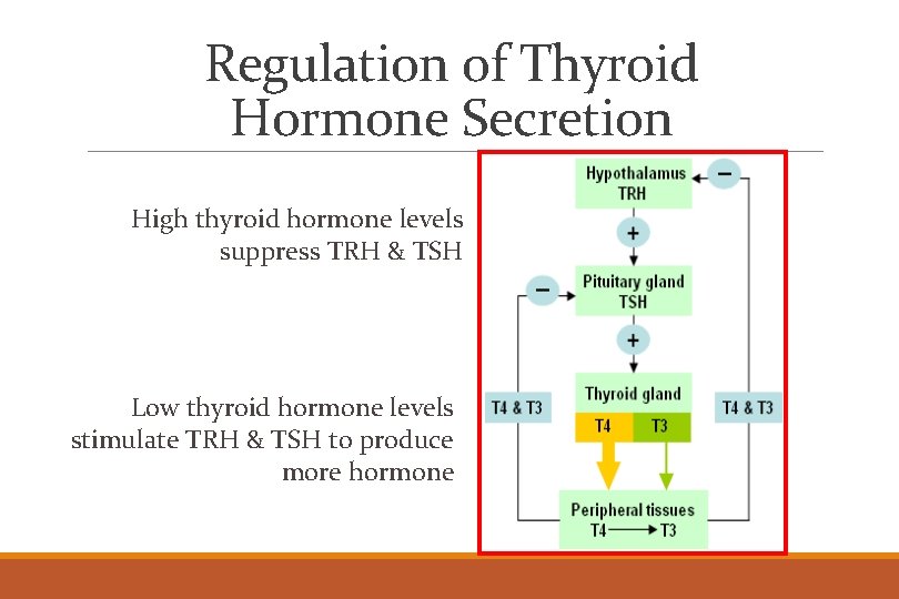 Regulation of Thyroid Hormone Secretion High thyroid hormone levels suppress TRH & TSH Low