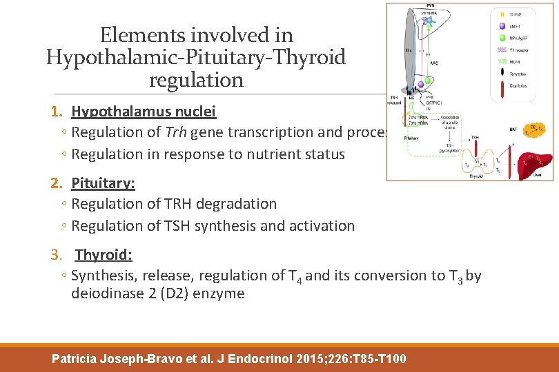 Elements involved in Hypothalamic-Pituitary-Thyroid regulation 1. Hypothalamus nuclei ◦ Regulation of Trh gene transcription