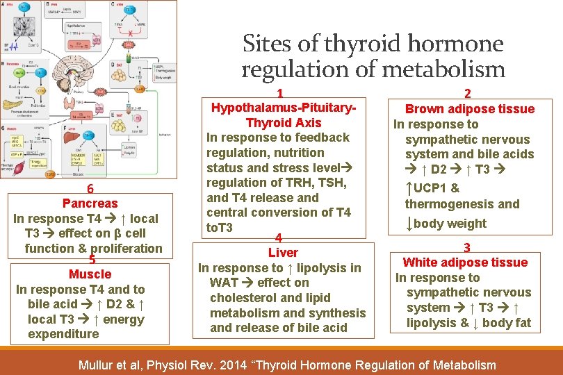 Sites of thyroid hormone regulation of metabolism 1 6 Pancreas In response T 4