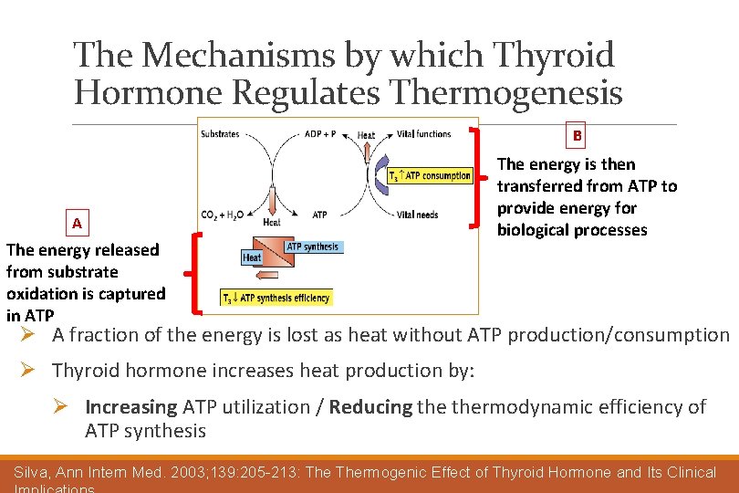 The Mechanisms by which Thyroid Hormone Regulates Thermogenesis B A The energy released from