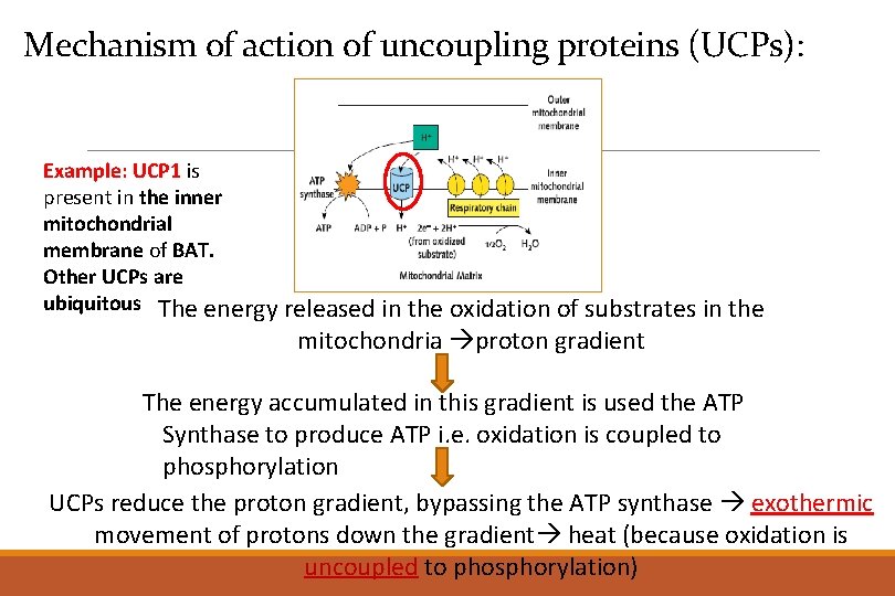 Mechanism of action of uncoupling proteins (UCPs): Example: UCP 1 is present in the