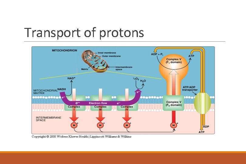 Transport of protons 
