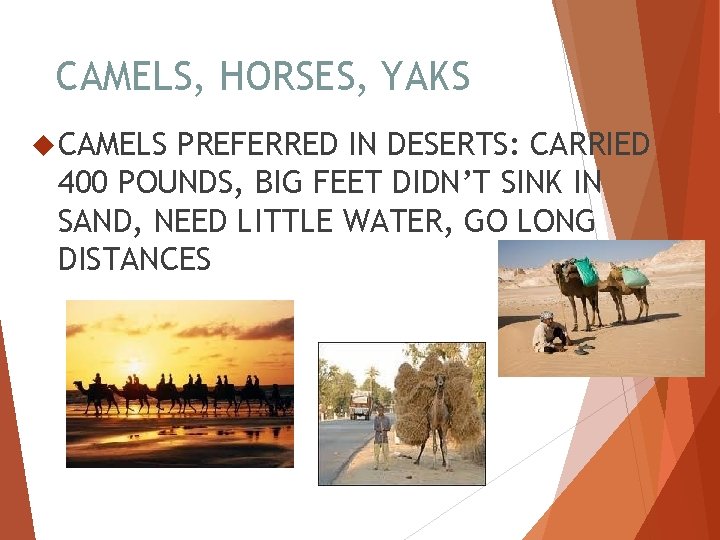 CAMELS, HORSES, YAKS CAMELS PREFERRED IN DESERTS: CARRIED 400 POUNDS, BIG FEET DIDN’T SINK