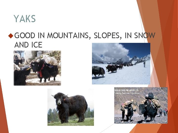 YAKS GOOD IN MOUNTAINS, SLOPES, IN SNOW AND ICE 