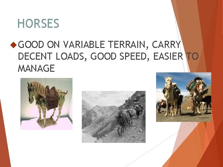 HORSES GOOD ON VARIABLE TERRAIN, CARRY DECENT LOADS, GOOD SPEED, EASIER TO MANAGE 