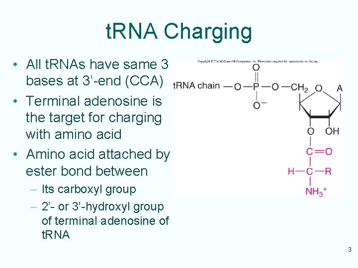 t. RNA Charging • All t. RNAs have same 3 bases at 3’-end (CCA)