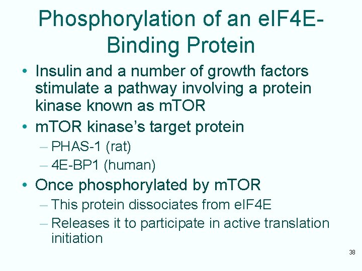 Phosphorylation of an e. IF 4 EBinding Protein • Insulin and a number of