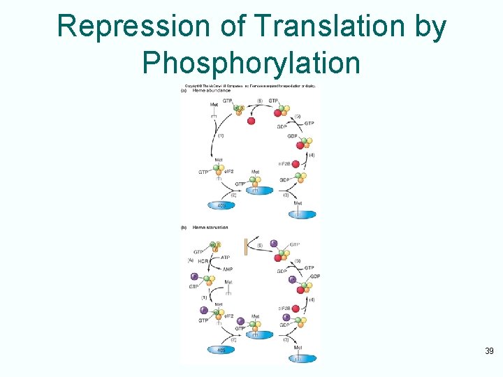 Repression of Translation by Phosphorylation 39 