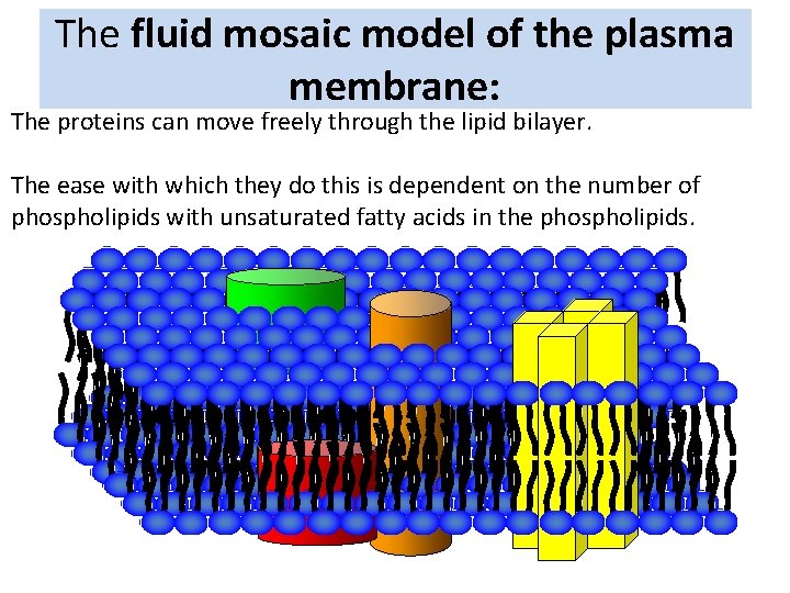 The fluid mosaic model of the plasma membrane: The proteins can move freely through