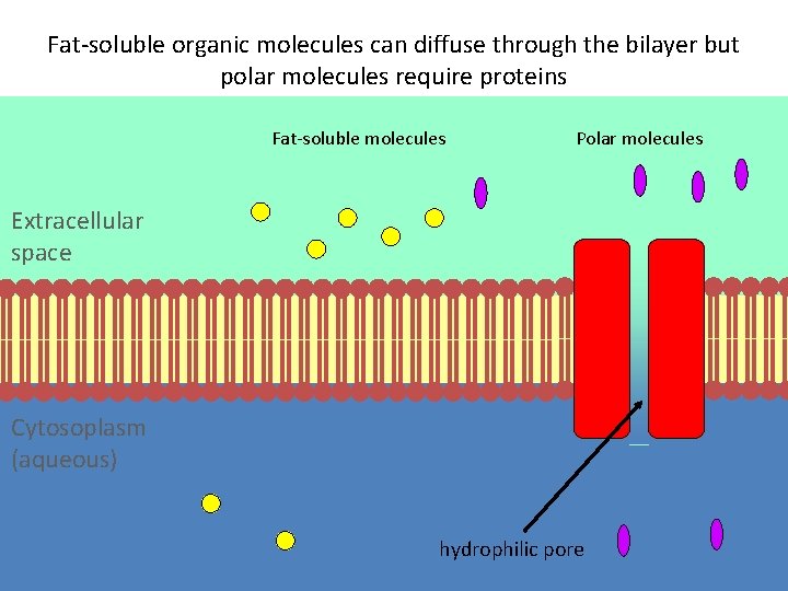 Fat-soluble organic molecules can diffuse through the bilayer but polar molecules require proteins Fat-soluble