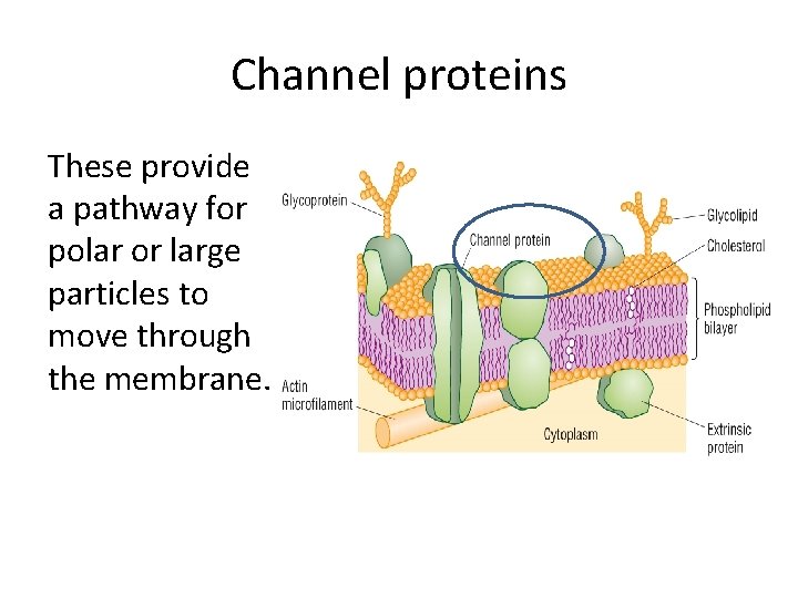 Channel proteins These provide a pathway for polar or large particles to move through