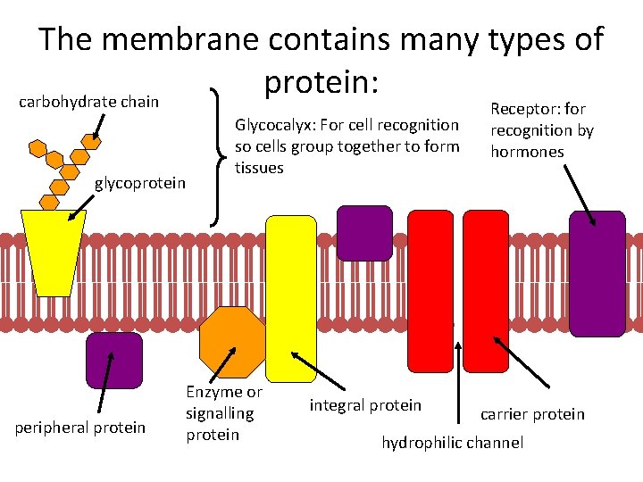 The membrane contains many types of protein: carbohydrate chain glycoprotein peripheral protein Glycocalyx: For
