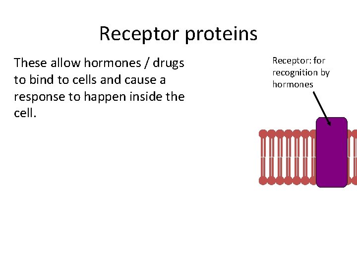 Receptor proteins These allow hormones / drugs to bind to cells and cause a