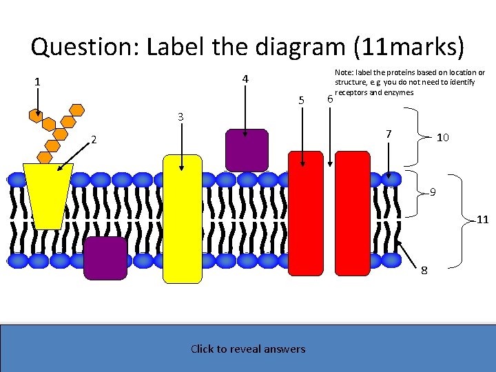 Question: Label the diagram (11 marks) 4 1 5 6 Note: label the proteins