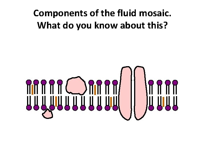 Components of the fluid mosaic. What do you know about this? 