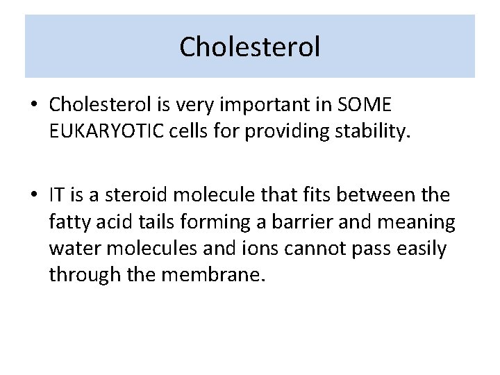 Cholesterol • Cholesterol is very important in SOME EUKARYOTIC cells for providing stability. •