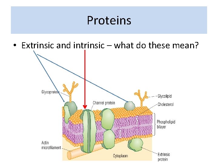 Proteins • Extrinsic and intrinsic – what do these mean? 