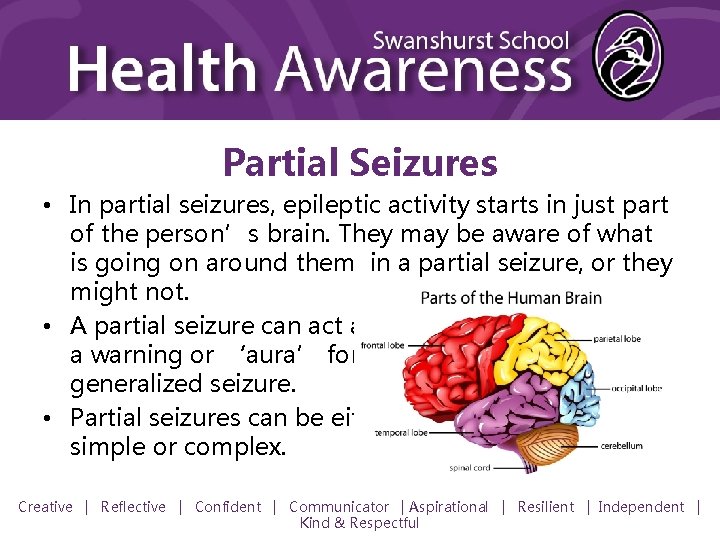 Partial Seizures • In partial seizures, epileptic activity starts in just part of the
