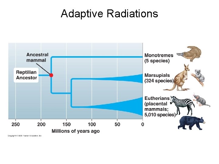 Adaptive Radiations 