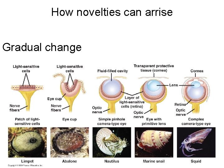 How novelties can arrise Gradual change e. g. eyes 