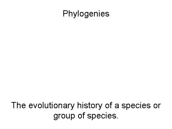 Phylogenies The evolutionary history of a species or group of species. 