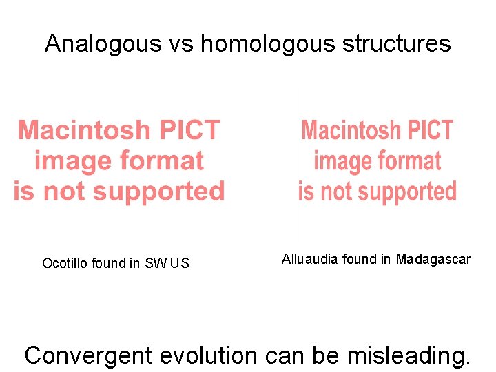 Analogous vs homologous structures Ocotillo found in SW US Alluaudia found in Madagascar Convergent