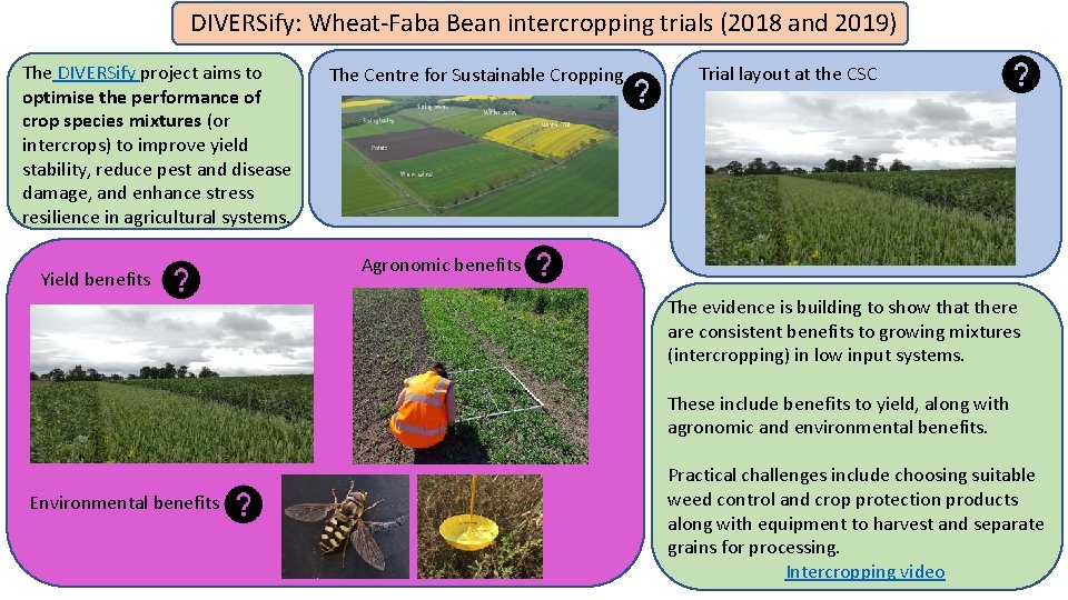 DIVERSify: Wheat-Faba Bean intercropping trials (2018 and 2019) The DIVERSify project aims to optimise