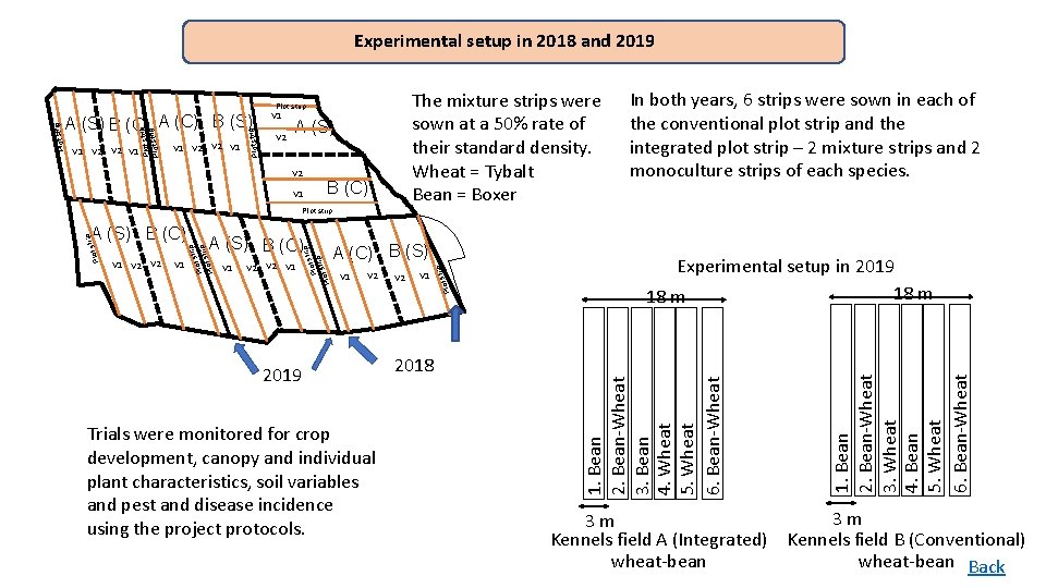 Experimental setup in 2018 and 2019 The mixture strips were sown at a 50%