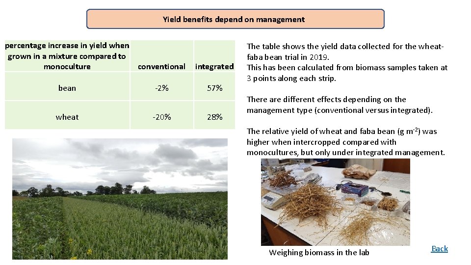 Yield benefits depend on management percentage increase in yield when grown in a mixture