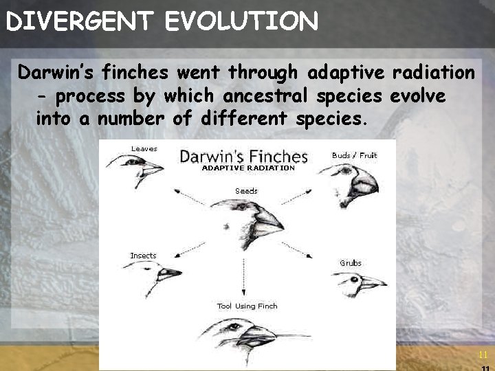 DIVERGENT EVOLUTION Darwin’s finches went through adaptive radiation - process by which ancestral species