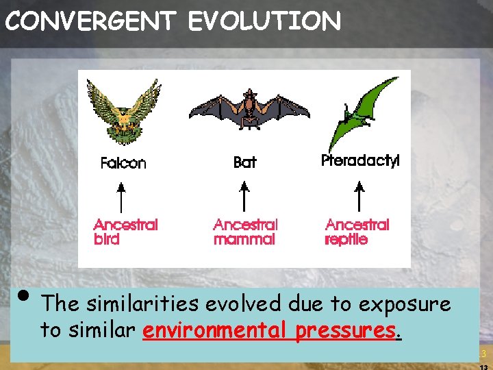 CONVERGENT EVOLUTION • The similarities evolved due to exposure to similar environmental pressures. 13