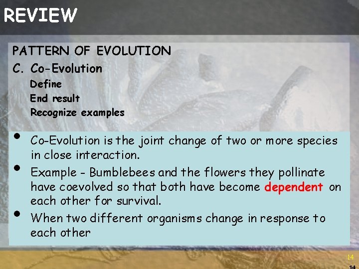 REVIEW PATTERN OF EVOLUTION C. Co-Evolution Define End result Recognize examples • • •