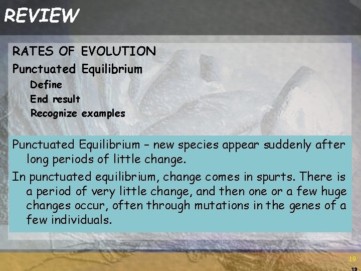 REVIEW RATES OF EVOLUTION Punctuated Equilibrium Define End result Recognize examples Punctuated Equilibrium –
