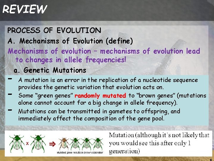 REVIEW PROCESS OF EVOLUTION A. Mechanisms of Evolution (define) Mechanisms of evolution – mechanisms