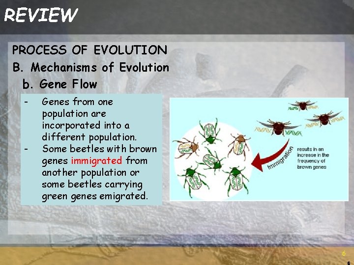 REVIEW PROCESS OF EVOLUTION B. Mechanisms of Evolution b. Gene Flow - - Genes