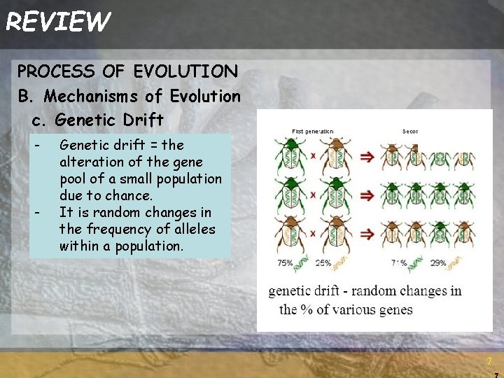 REVIEW PROCESS OF EVOLUTION B. Mechanisms of Evolution c. Genetic Drift - - Genetic