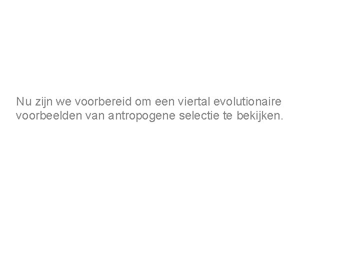 Nu zijn we voorbereid om een viertal evolutionaire voorbeelden van antropogene selectie te bekijken.