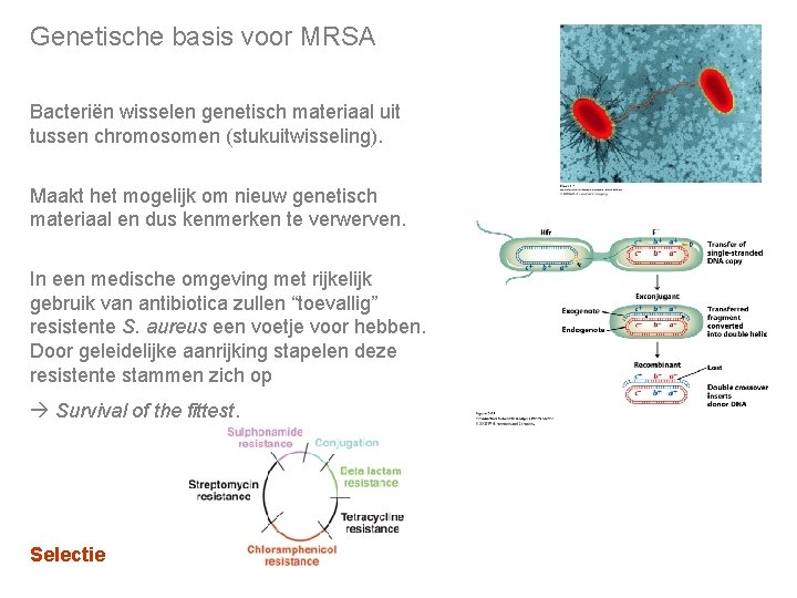 Genetische basis voor MRSA Bacteriën wisselen genetisch materiaal uit tussen chromosomen (stukuitwisseling). Maakt het