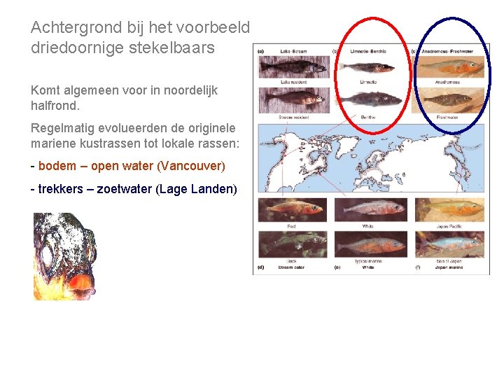 Achtergrond bij het voorbeeld driedoornige stekelbaars Komt algemeen voor in noordelijk halfrond. Regelmatig evolueerden