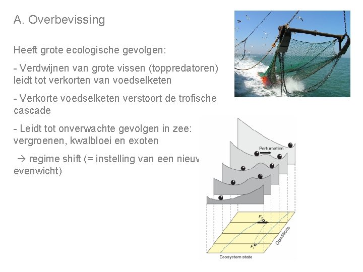 A. Overbevissing Heeft grote ecologische gevolgen: - Verdwijnen van grote vissen (toppredatoren) leidt tot