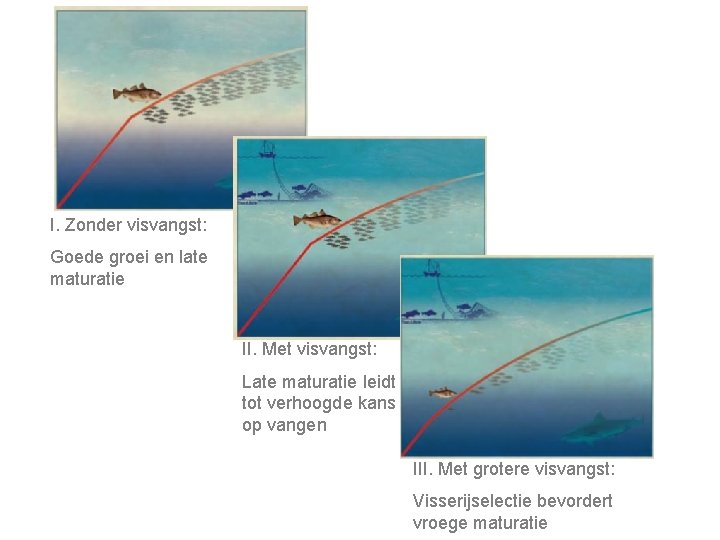 I. Zonder visvangst: Goede groei en late maturatie II. Met visvangst: Late maturatie leidt