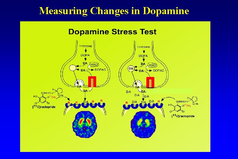 Measuring Changes in Dopamine 