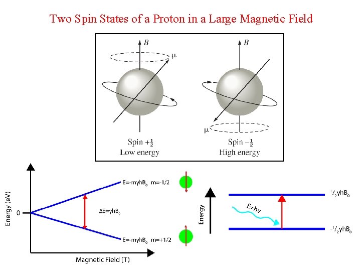Two Spin States of a Proton in a Large Magnetic Field 
