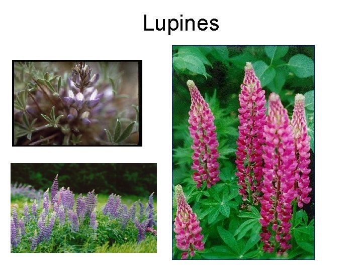 Lupines 