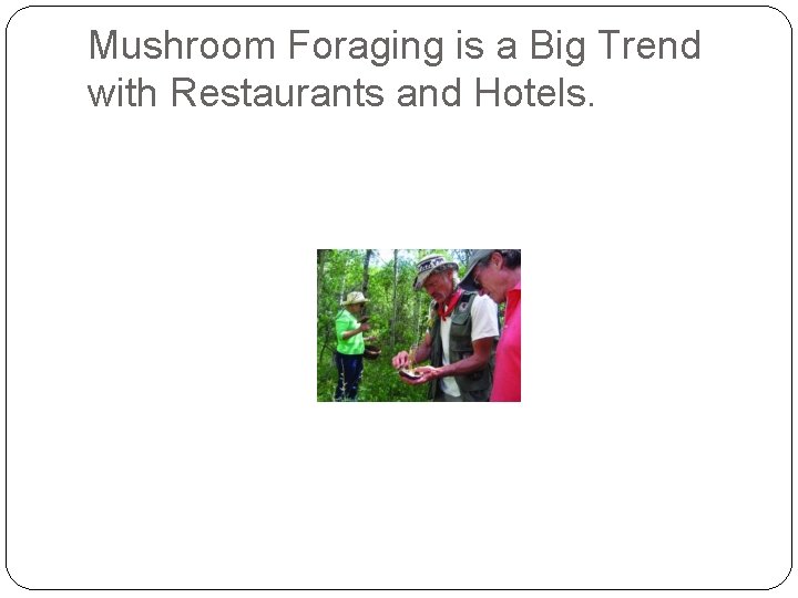 Mushroom Foraging is a Big Trend with Restaurants and Hotels. 