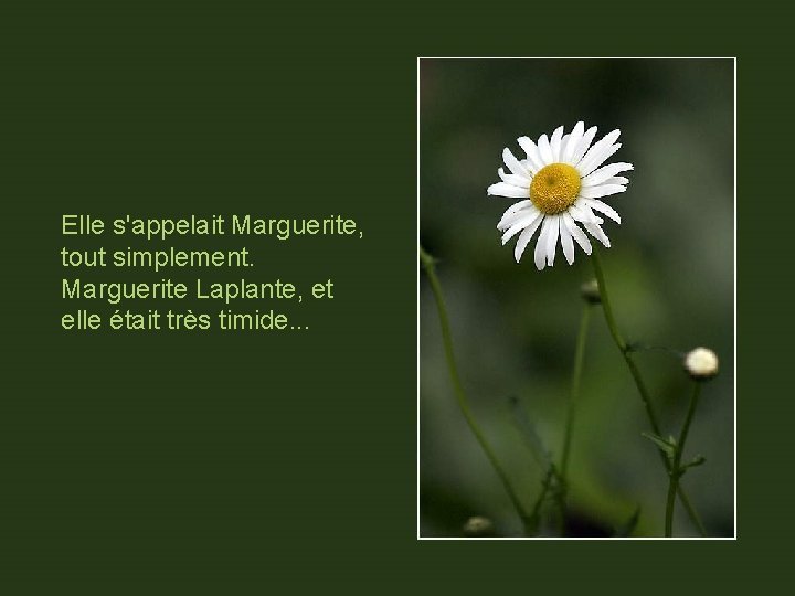 Elle s'appelait Marguerite, tout simplement. Marguerite Laplante, et elle était très timide. . .