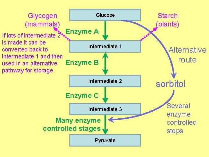 Glycogen (mammals) If lots of intermediate 2 is made it can be converted back