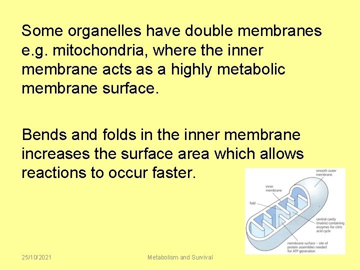 Some organelles have double membranes e. g. mitochondria, where the inner membrane acts as