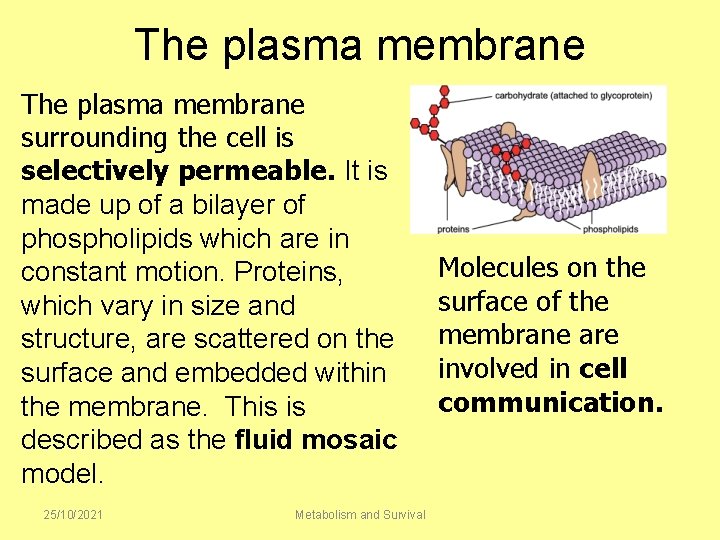 The plasma membrane surrounding the cell is selectively permeable. It is made up of
